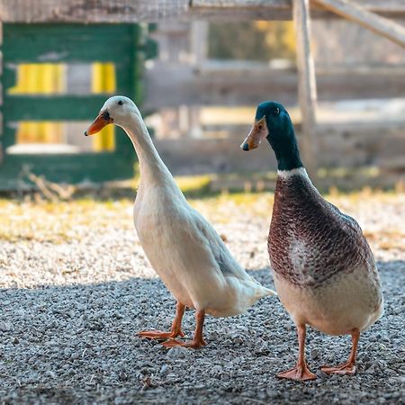 Pensjonat Ranch At Geta Razgorce Zewnętrze zdjęcie