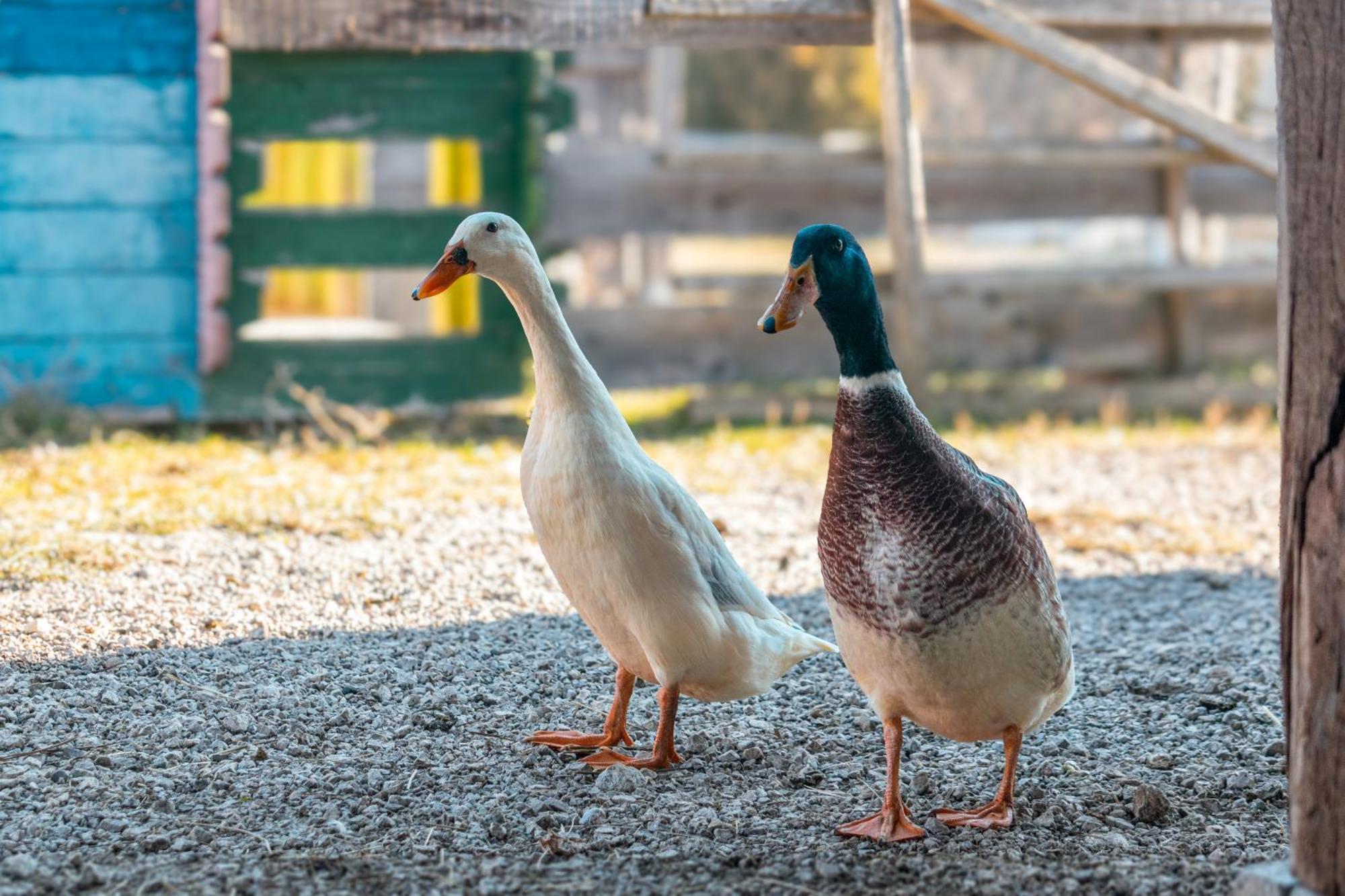 Pensjonat Ranch At Geta Razgorce Zewnętrze zdjęcie