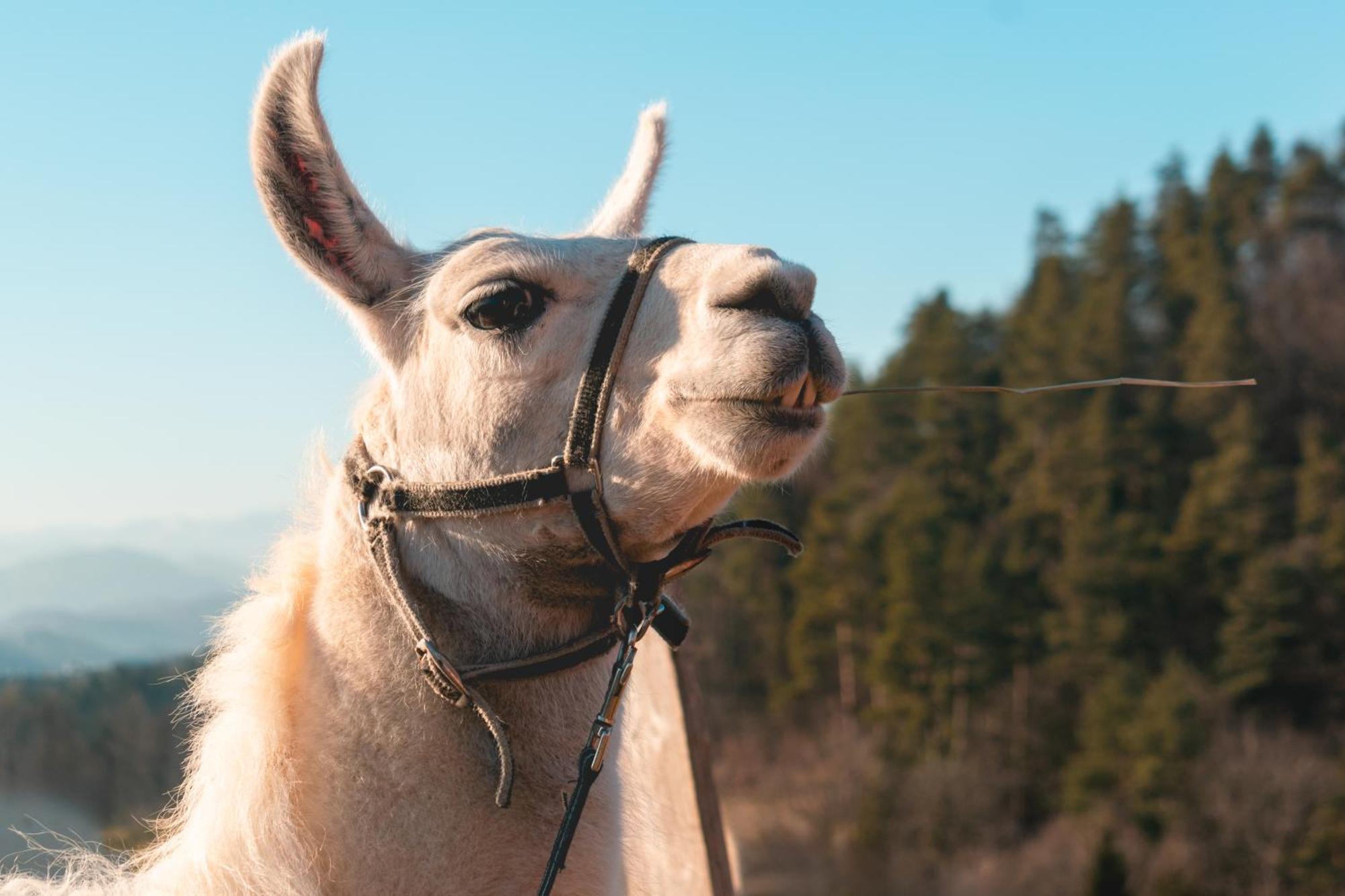 Pensjonat Ranch At Geta Razgorce Zewnętrze zdjęcie