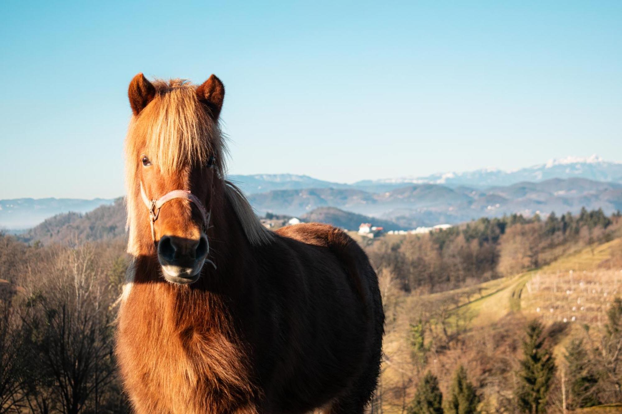 Pensjonat Ranch At Geta Razgorce Zewnętrze zdjęcie