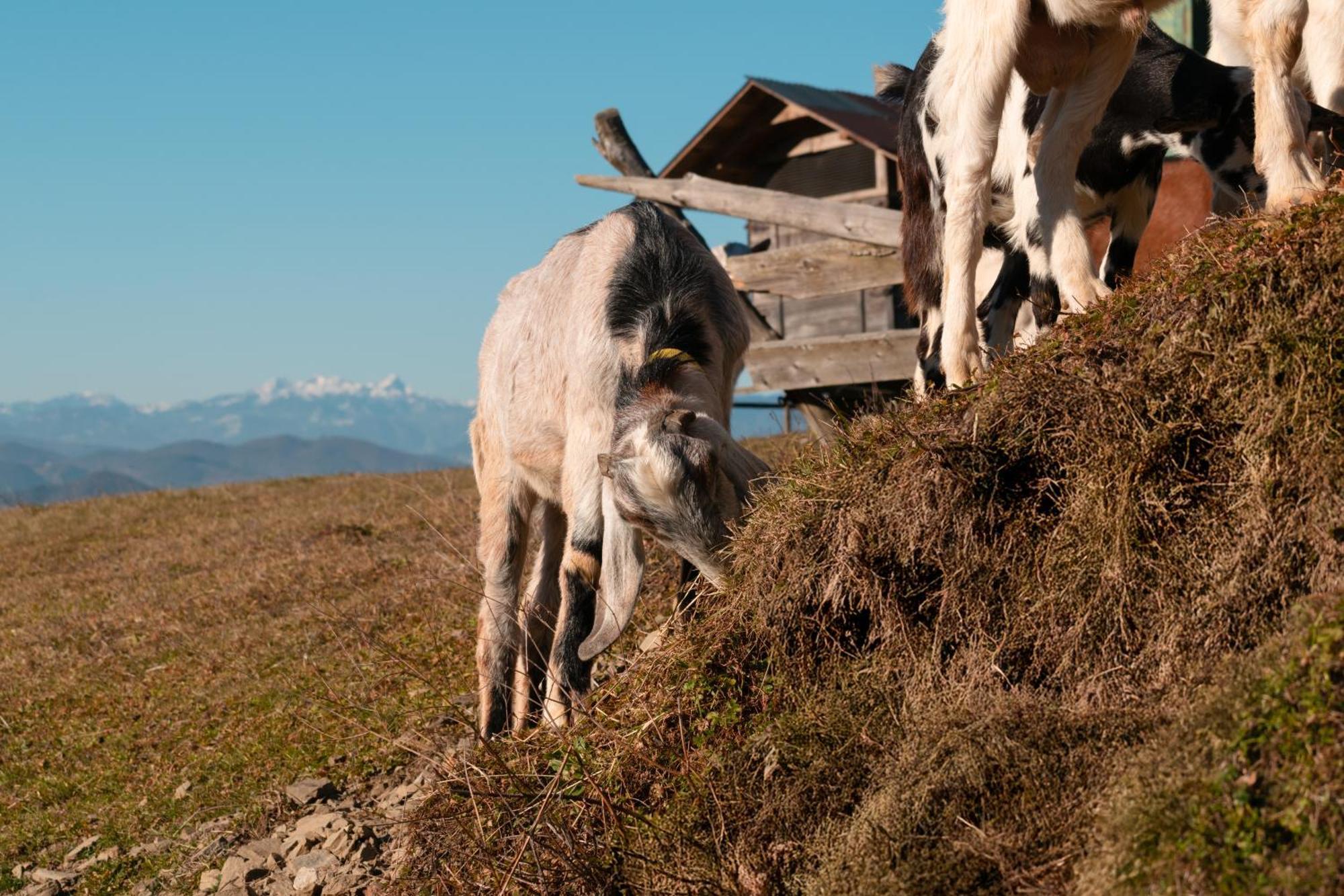 Pensjonat Ranch At Geta Razgorce Zewnętrze zdjęcie