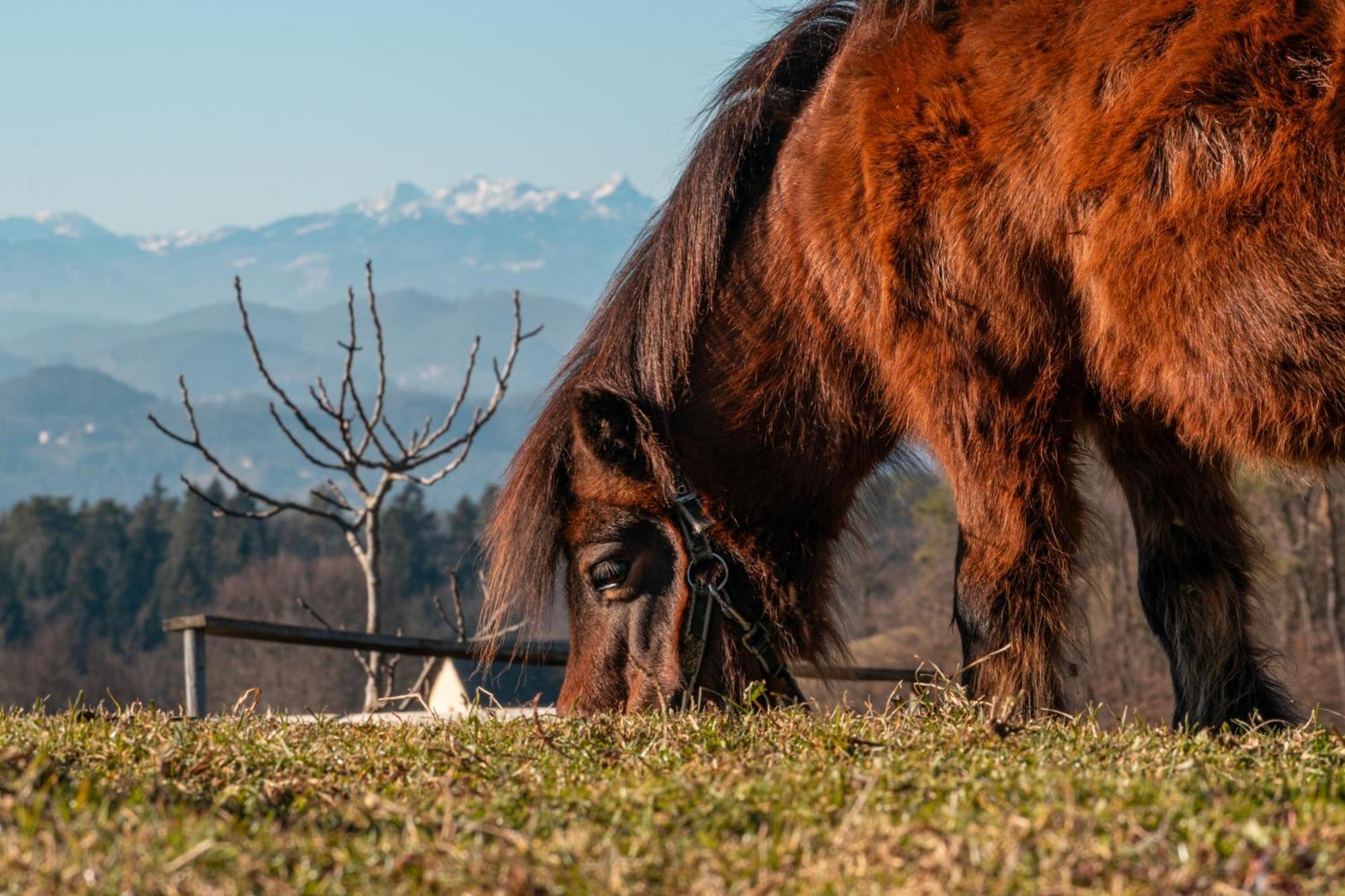 Pensjonat Ranch At Geta Razgorce Zewnętrze zdjęcie
